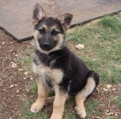 AKC Registered GSD Puppies Available