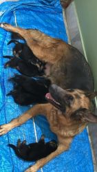 Well mailtained and trained German Shepherd Puppies Male & Female