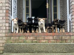 pure bred german shepherd puppies
