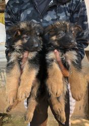 AK Homely Grown Puppies