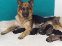 German shepherd puppies for Sale