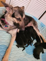 Pure bred German Shepherd puppies, 5 days old