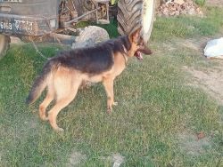 I wants to sell my german shephad dog whose name max