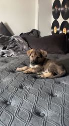 Cute 7 week old German Shepherd Puppy for sale