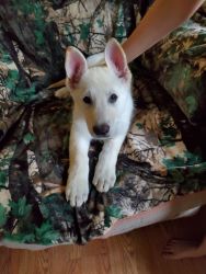 AKC White German Shepherd puppies