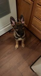 3 Month Old German Shepard Puppy