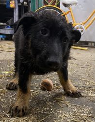 AKC registered German shepherd puppies