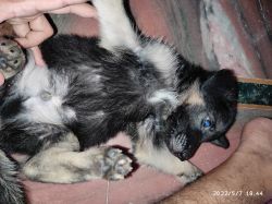43 days old german shephard double coated and 100% pure breed puppy