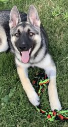 Gerberian Shepsky 8months For sale, she has all shots and is spayed