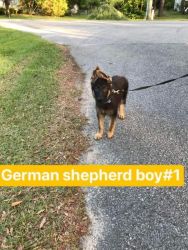 akc German Shepherd puppies