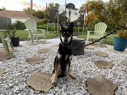 New home for 1 year old Sheppard/Huskie
