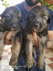 Want to sell German shepherd puppies double coated