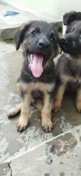 Double coated German shepherd puppy