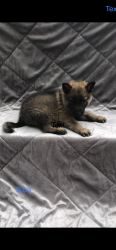 German Shepard pups ready for free vet home