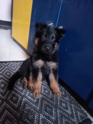 Gsd puppies for sale