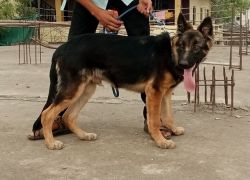 Heavy Bone German Shepherd for sale in Nanded Maharashtra price 7000 c