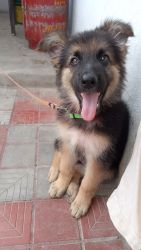 Good and well active and well maintained German shepherd puppy for sal