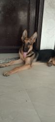 5 Months old German Shepherd Puppy for sale