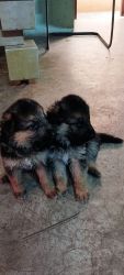 3 pair of German shepherd puppies 1 month