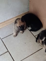 Gernan shephar pups as od now six weeks old