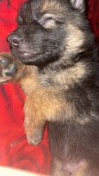 Male and female german shepher Availave for sake