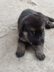 Selling GSD puppies