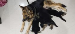 Gsd Puppies male and female available