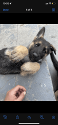 Purebred German shepherd puppy for sale