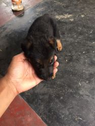 Small Pet Puppy For sale