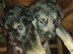 2 puppy German shepherd