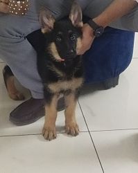 To seel my cute GSD 3 months old and vaccinated