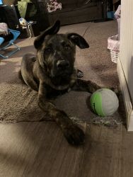 7 month German Shepherd/Lab Puppy