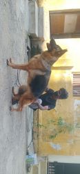 German shepherd puppies available for sale with kci
