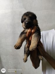 GDS puppies available