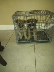 Selling 2 german Shepherd puppies
