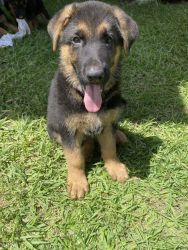 8 week old German shepherd puppy