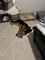 8 month old German Shepard for sale