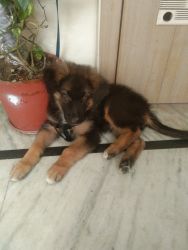 2 month puppy for sell