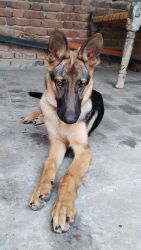 German Shepherd 6 Months Old Puppy with Complete Vaccination