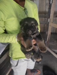 Very good quality gsd puppy ready to sell