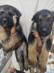 German shepherd heavy bone sable & red and tan colour available