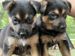 Puppies for rehome