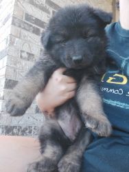 Akc longhaired dark sable and dark silver sable females