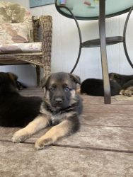 German Shepard Puppies for sale!