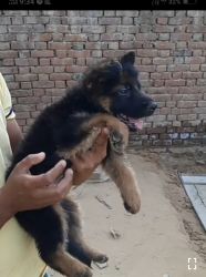 Gsd puppy female sell