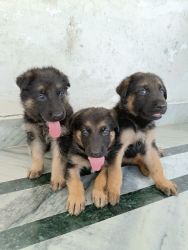 3 Male German shepherd puppies