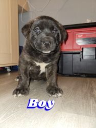 Rehoming puppies asap
