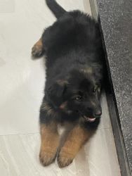Selling 2 month old GSD