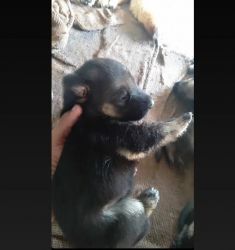 Top quality German shepherd puppies available for sale bokking start