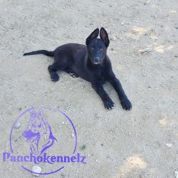AKC full blooded German shepherds pups great family dogs with great dr